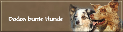 Banner Bunte Hunde02